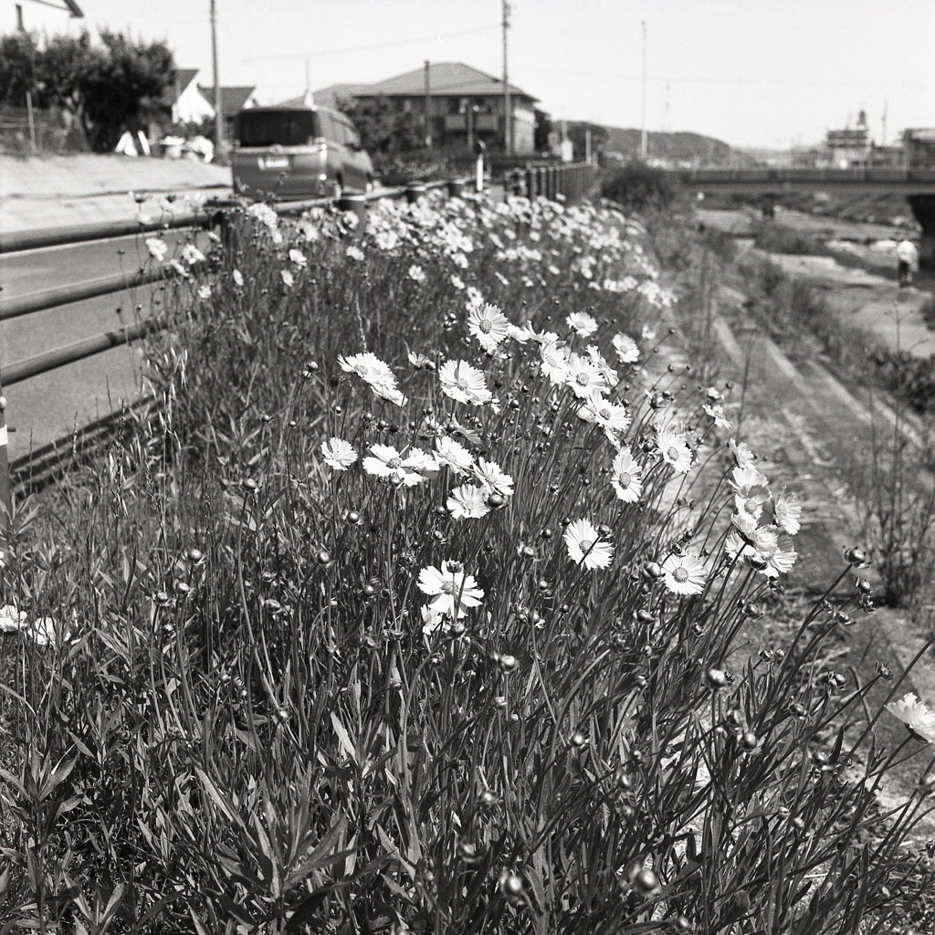 オオキンケイギクの季節