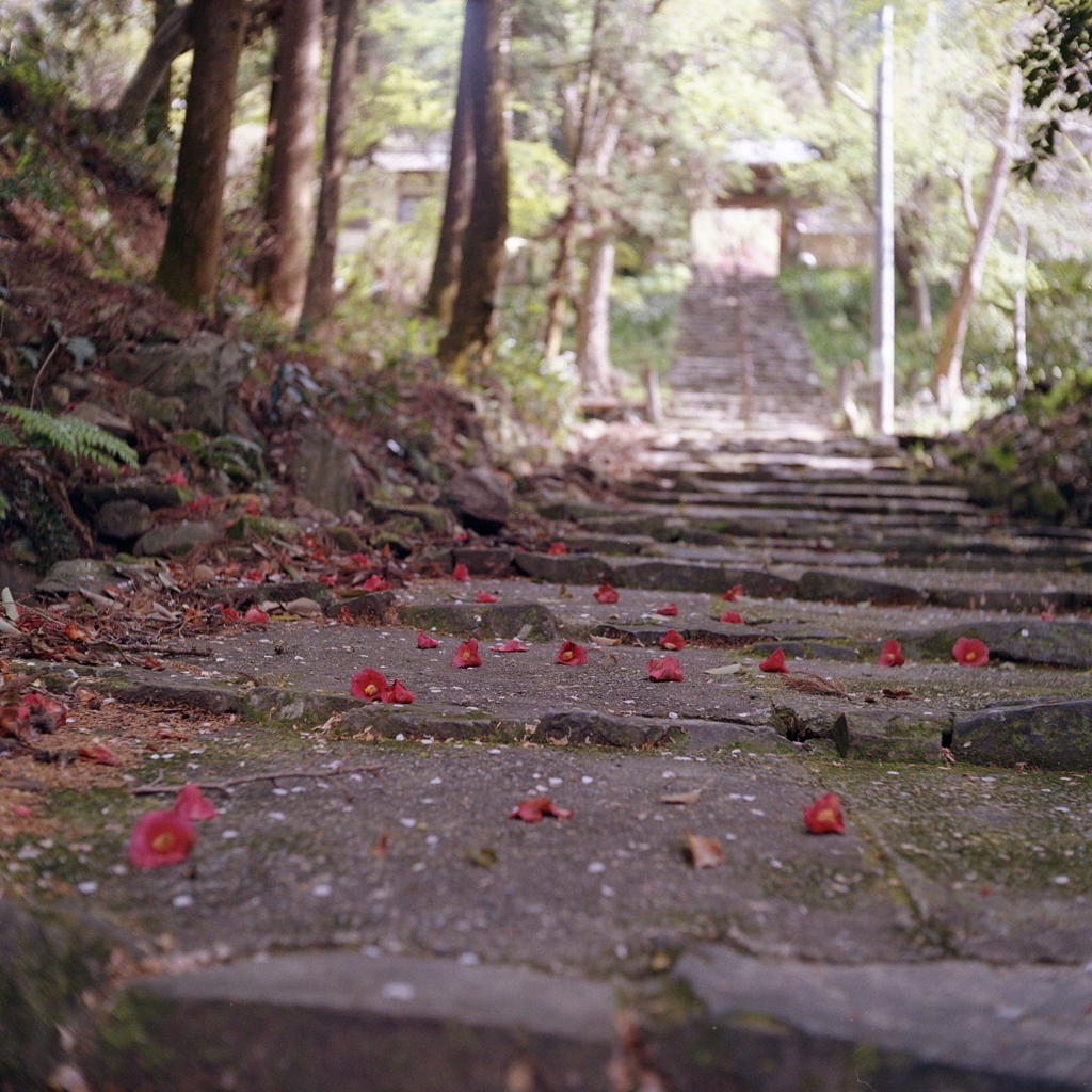 椿散る石段から定光寺山門