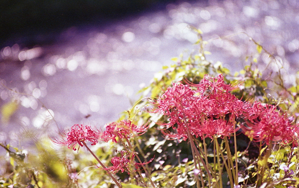 土手の曼殊沙華