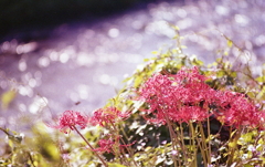 土手の曼殊沙華