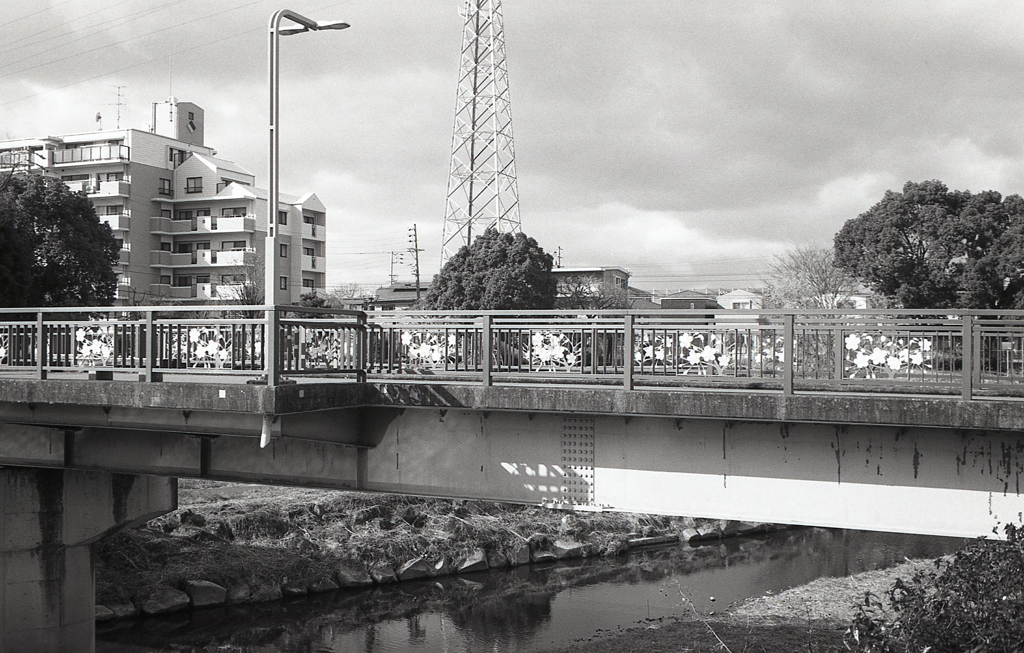 桜の橋