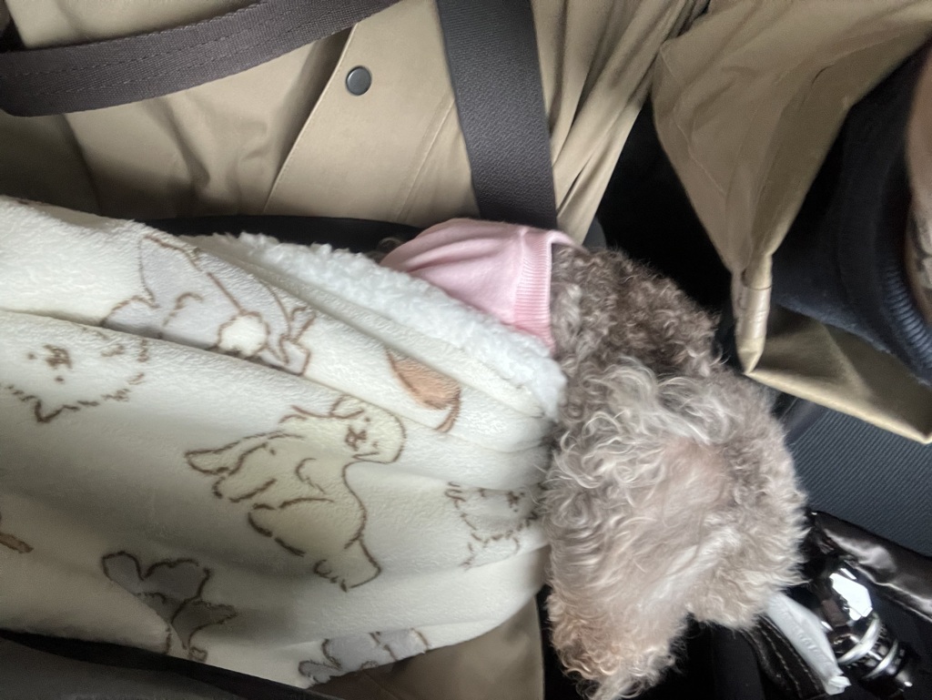 うなだれるマリ