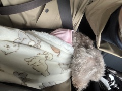 うなだれるマリ