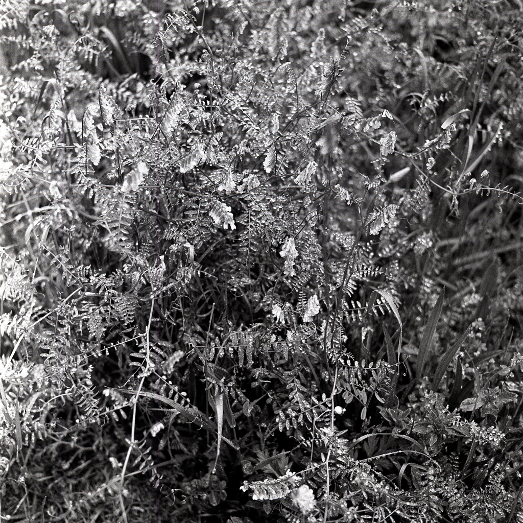 散りばめられた水の宝石