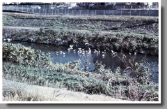 内津川白鷺サミット