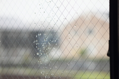 張り付いた雨粒