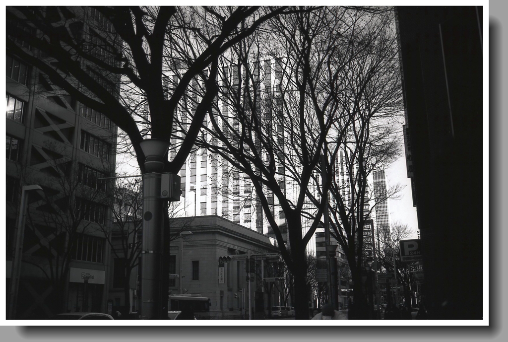 ビル街の街路樹