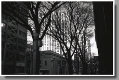 ビル街の街路樹