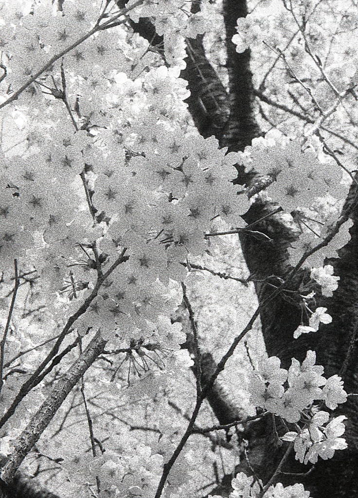 四季の森のモノクロ桜