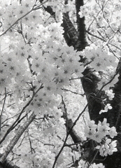 四季の森のモノクロ桜