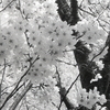 四季の森のモノクロ桜