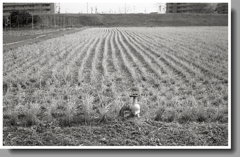 農閑期の給水口