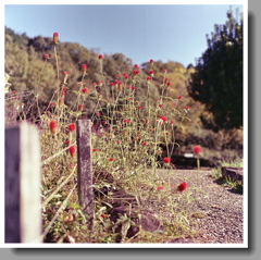赤花のさんぽみち