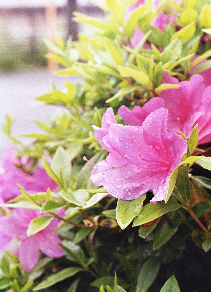 我が家にツツジが咲く頃