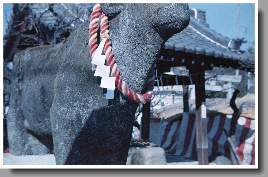 苔うしの紅白綱