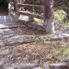 石橋に散る桜花