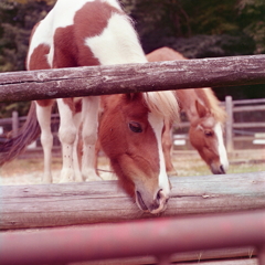 pony