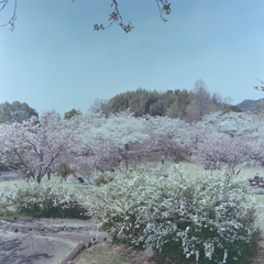 春爛漫