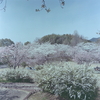 春爛漫