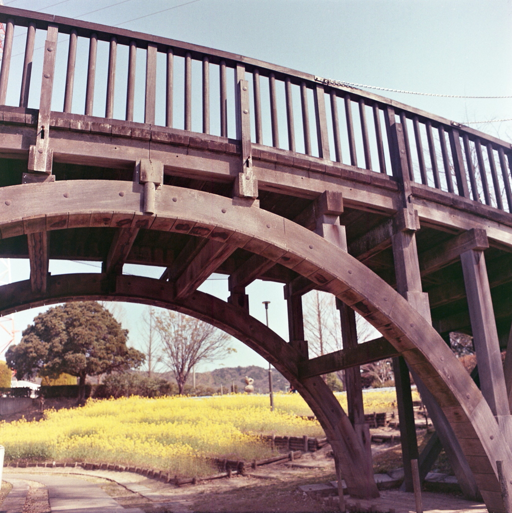 菜の花畑を見下ろすアーチの木橋