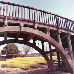 菜の花畑を見下ろすアーチの木橋