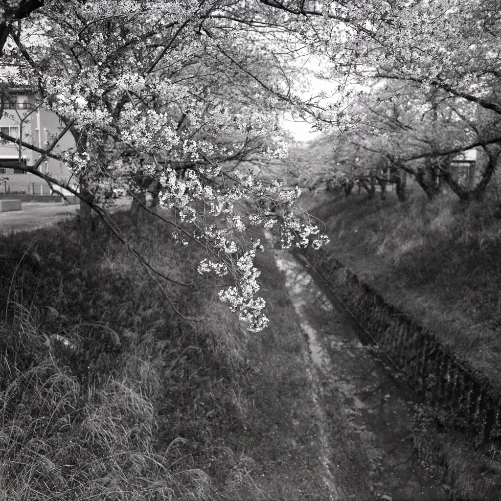 穏やかな桜景色