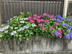 我が家の紫陽花
