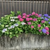 我が家の紫陽花