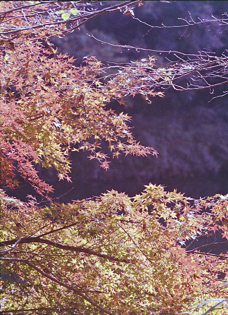 霜月のもみじ