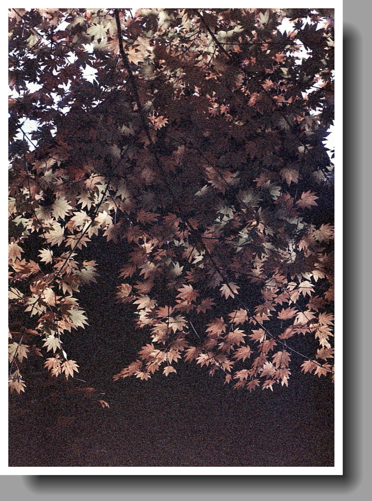 もみじのグラデーション