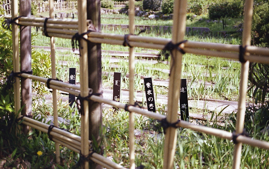 竹垣の菖蒲園