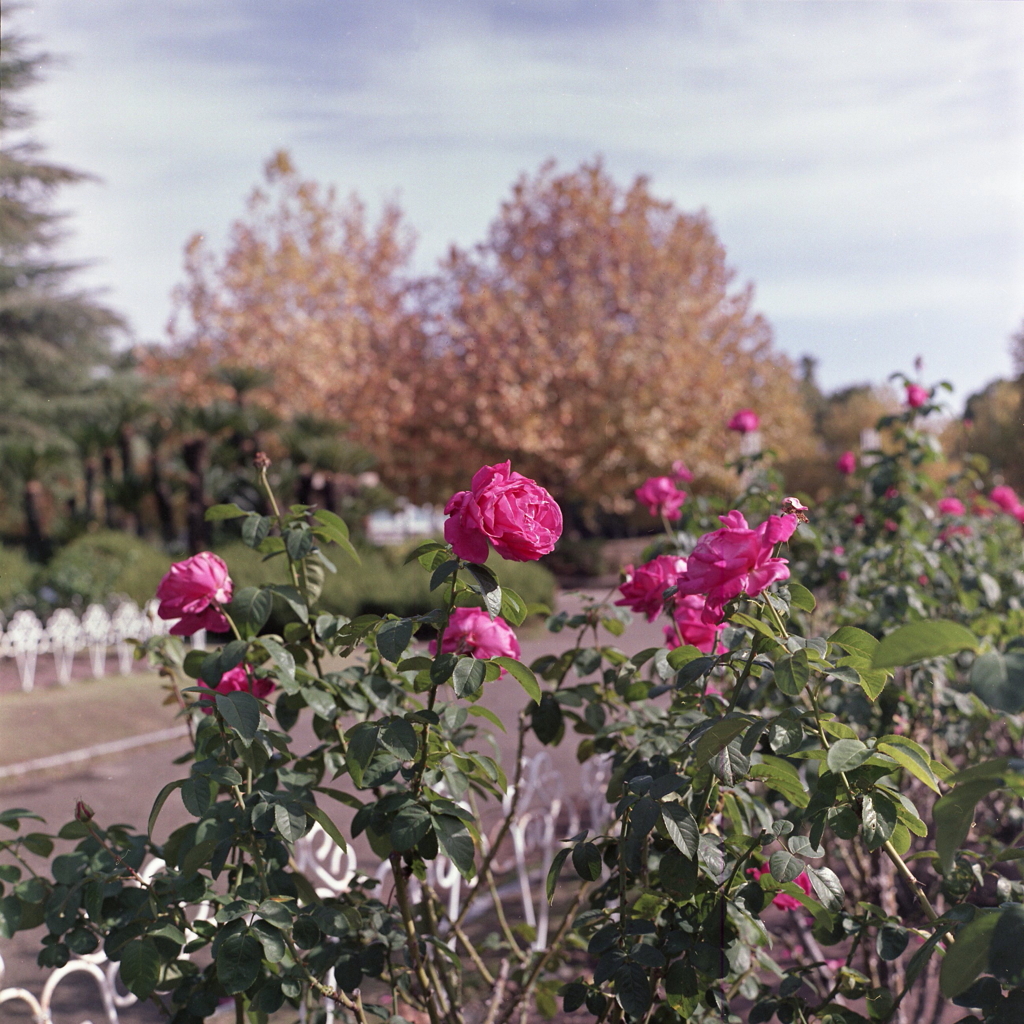秋の薔薇園