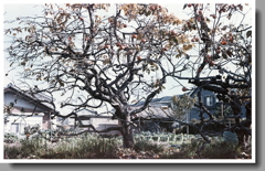 散歩道の柿の木