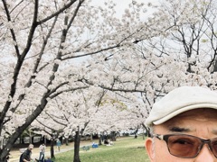 桜だ！花道を歩く僕