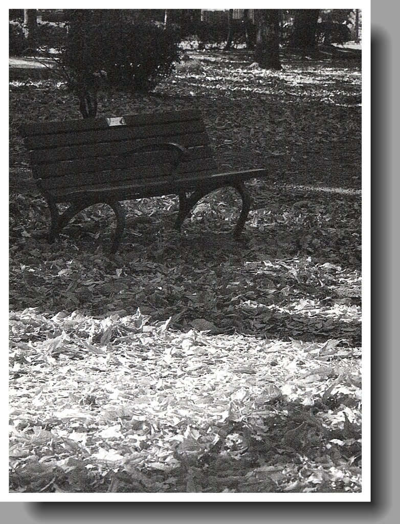 ベンチ前に輝く落葉