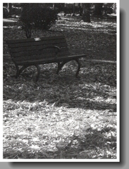 ベンチ前に輝く落葉