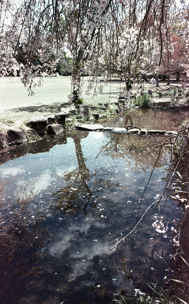 桜色に色づく小川