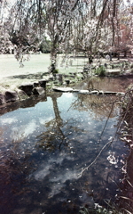 桜色に色づく小川