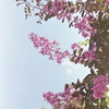 夏空に咲く庭の百日紅