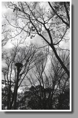 曇空と木々のモノクローム