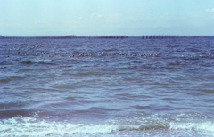 ウミネコと海苔杭