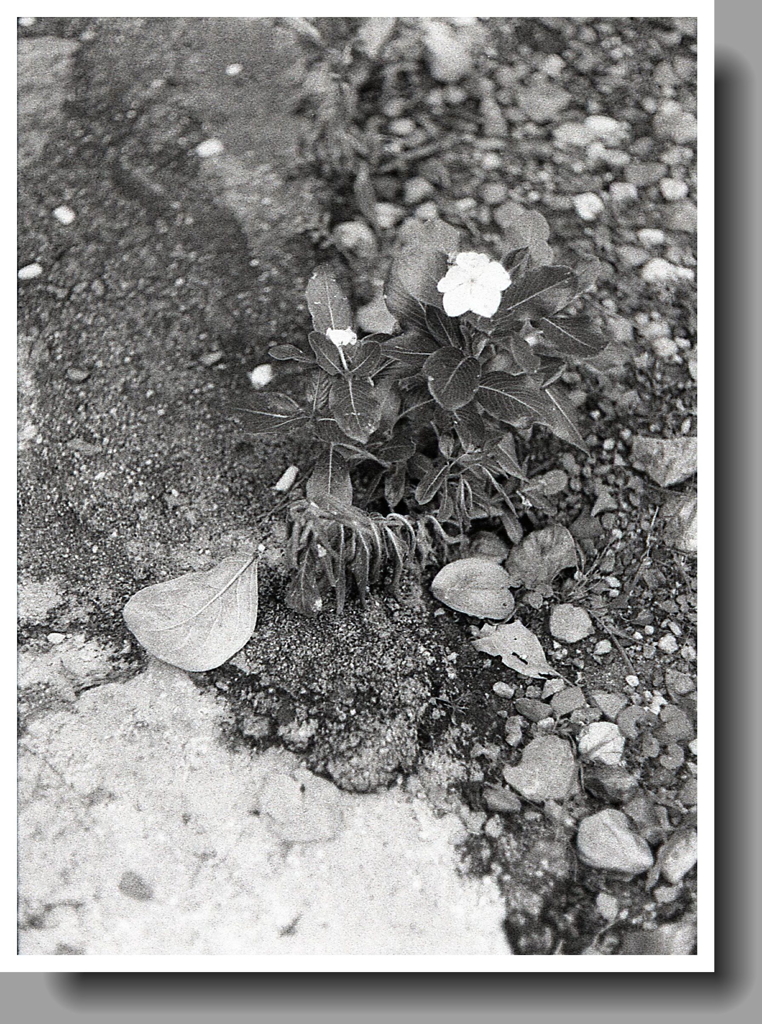 手打ちコンクリ歩道のニチニチソウ（笑