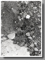 手打ちコンクリ歩道のニチニチソウ（笑