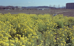 水田に囲まれた菜の花畑