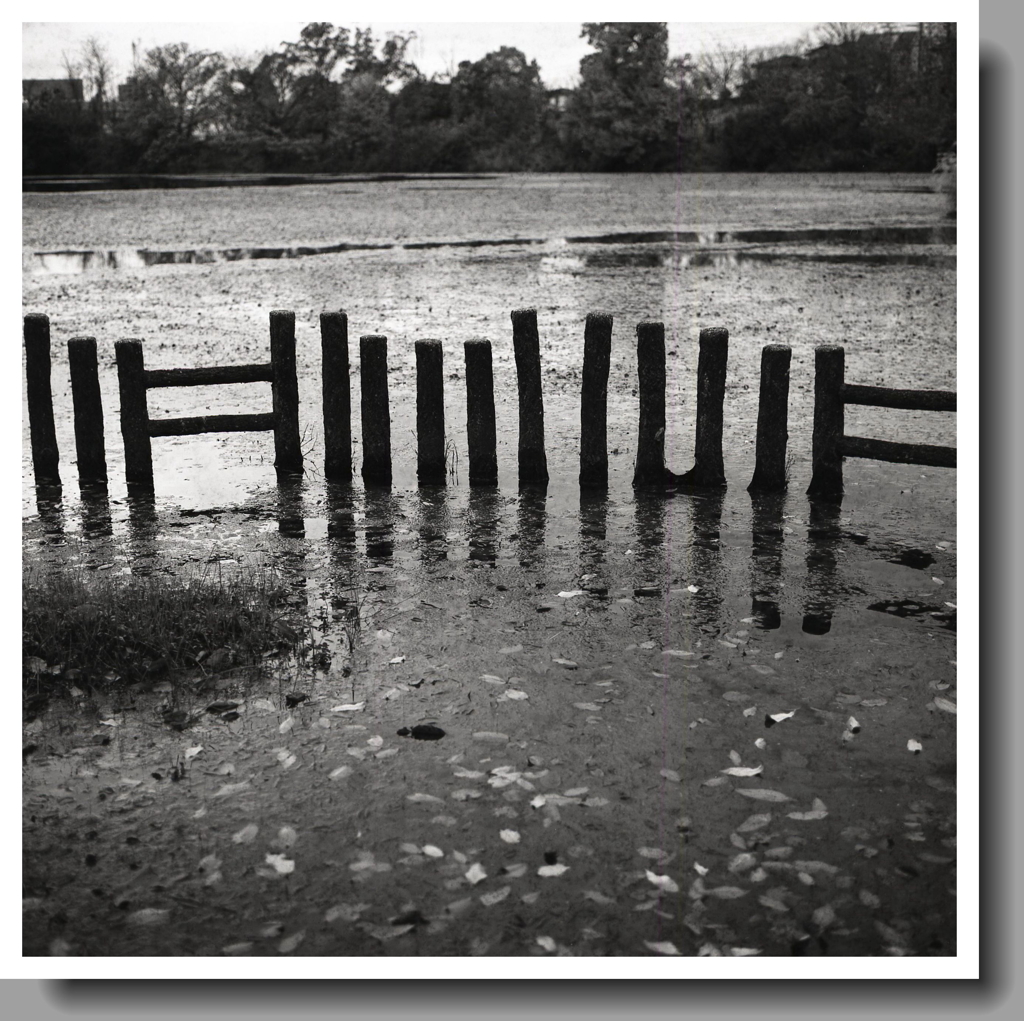 ニョロニョロのいる公園