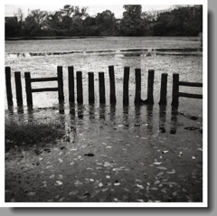 ニョロニョロのいる公園