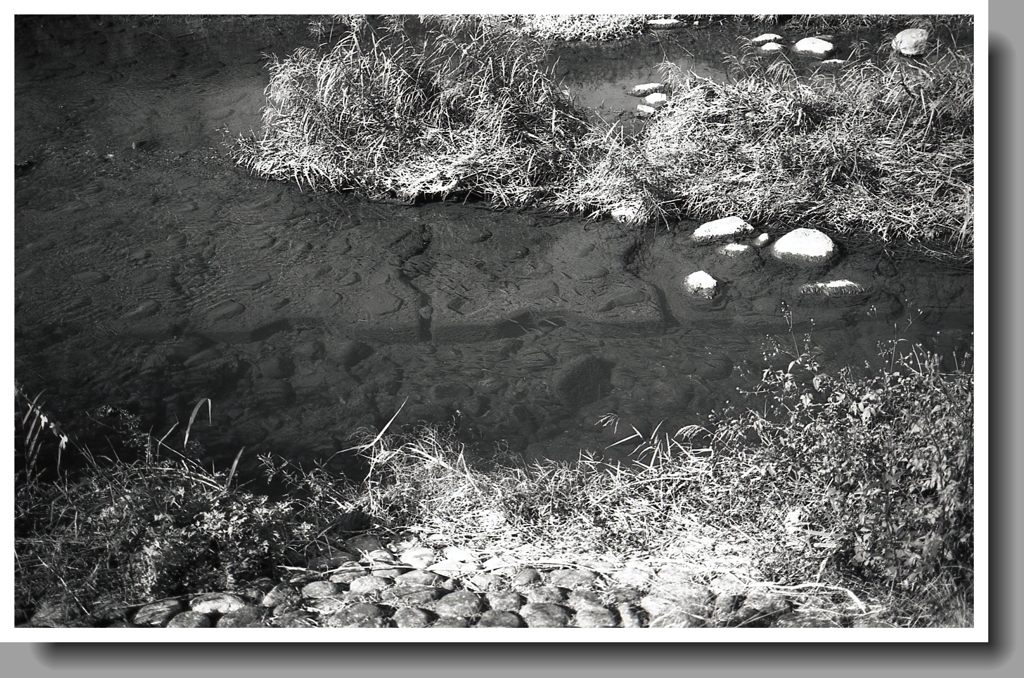 シラハエの群れ