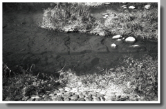 シラハエの群れ