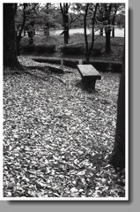 落葉の石ベンチ