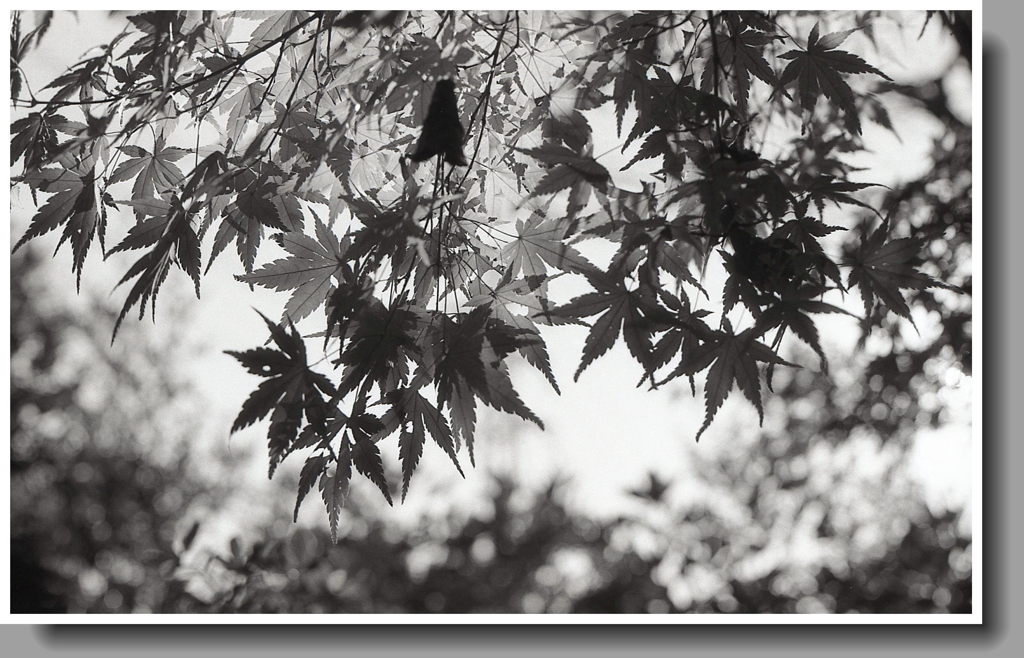 叔父が亡くなっていた。